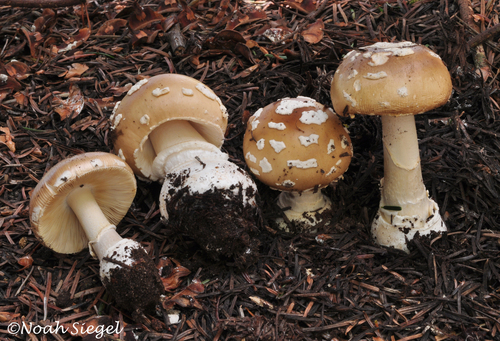 Amanita pantherinoides