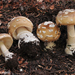 Amanita pantherinoides - Photo (c) noah_siegel,  זכויות יוצרים חלקיות (CC BY-NC-SA), הועלה על ידי noah_siegel