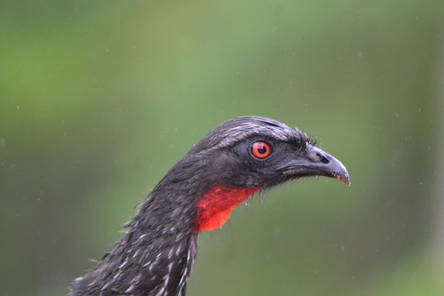 Dusky-legged Guan