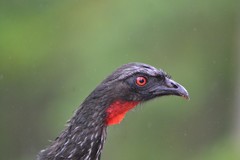 Dusky-Legged Guan photo 5