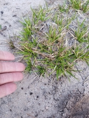 Carex tonsa rugosperma