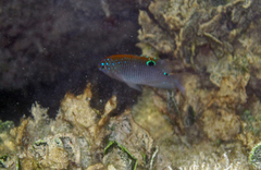 Stegastes adustus