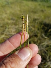 Carex exilis