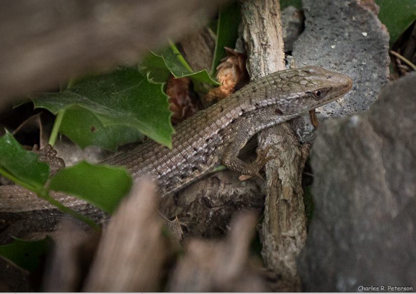 Northern Alligator Lizard Idaho Reptiles · Inaturalist