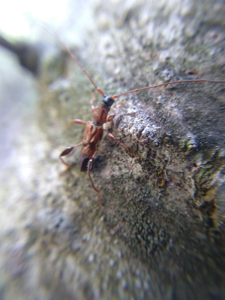 Molorchus eburneus