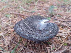 Lepista fibrosissima