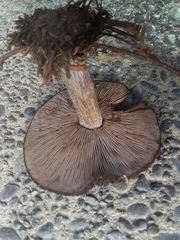 Lepista fibrosissima