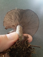 Lepista fibrosissima