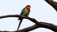 Platycercus eximius diemenensis