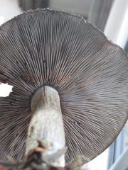 Lepista fibrosissima