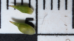 Carex tonsa rugosperma