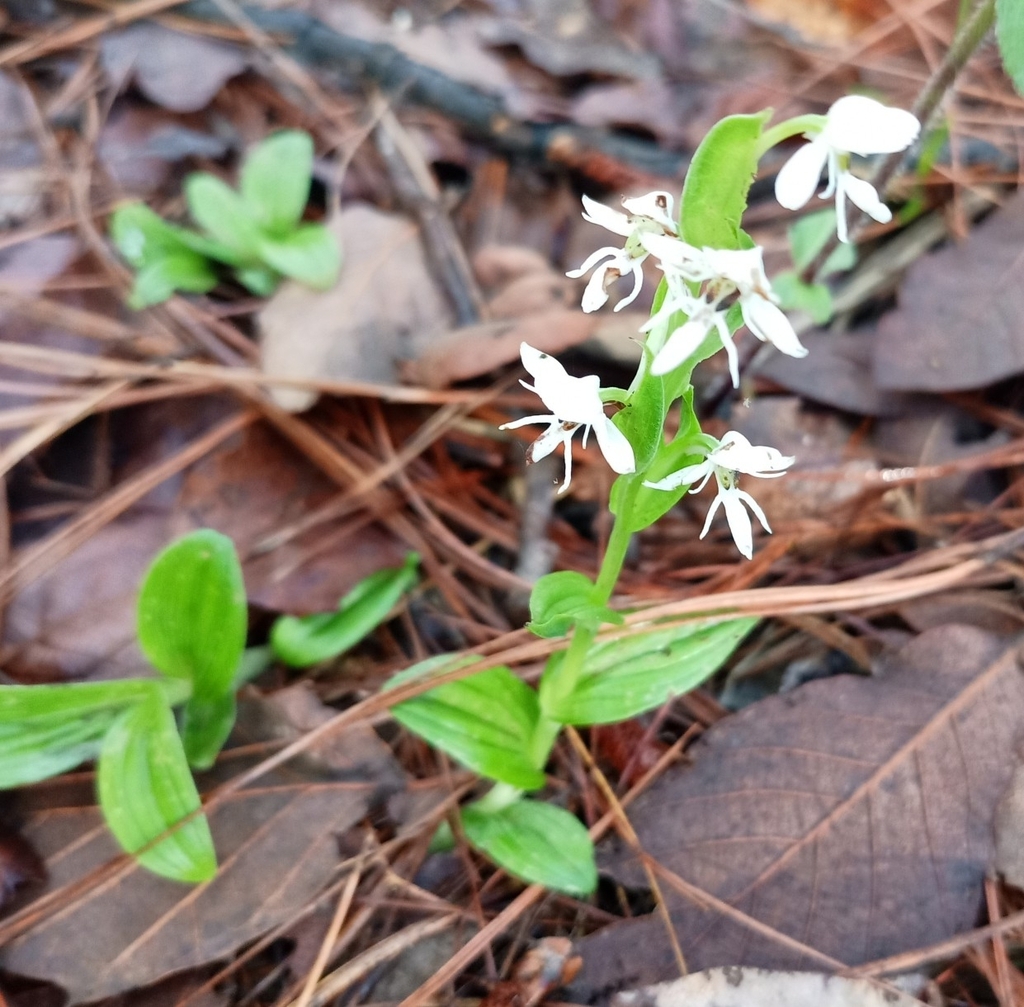 Habenaria kariniae