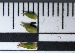 Carex tonsa rugosperma