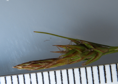 Carex tonsa rugosperma