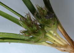 Carex tonsa rugosperma