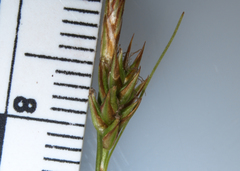 Carex tonsa rugosperma