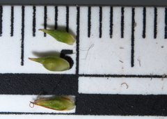 Carex tonsa rugosperma