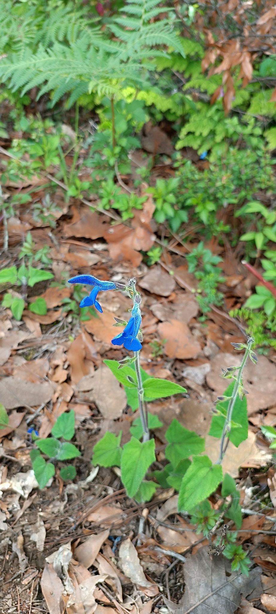 Imagem de Sálvia-azul