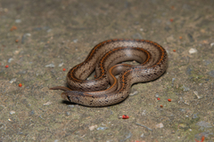 Formosa Kukri Snake photo 2