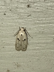 Scythropiodes issikii