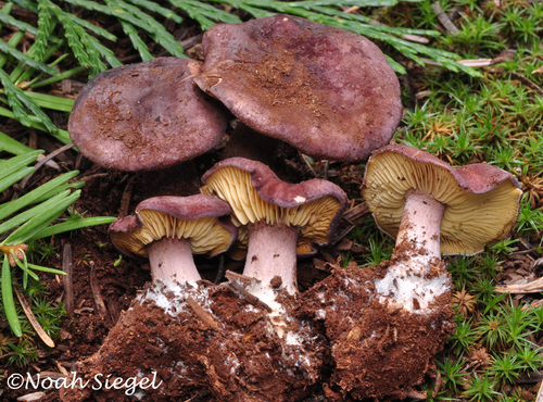 Calocybe onychina