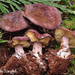 Calocybe onychina - Photo (c) noah_siegel, some rights reserved (CC BY-NC-SA), uploaded by noah_siegel