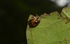 Strigoderma orbicularis
