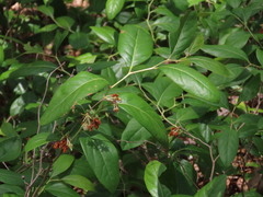 Lyonia mariana