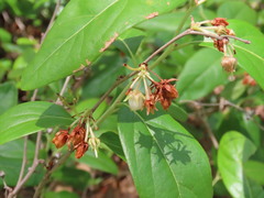 Lyonia mariana
