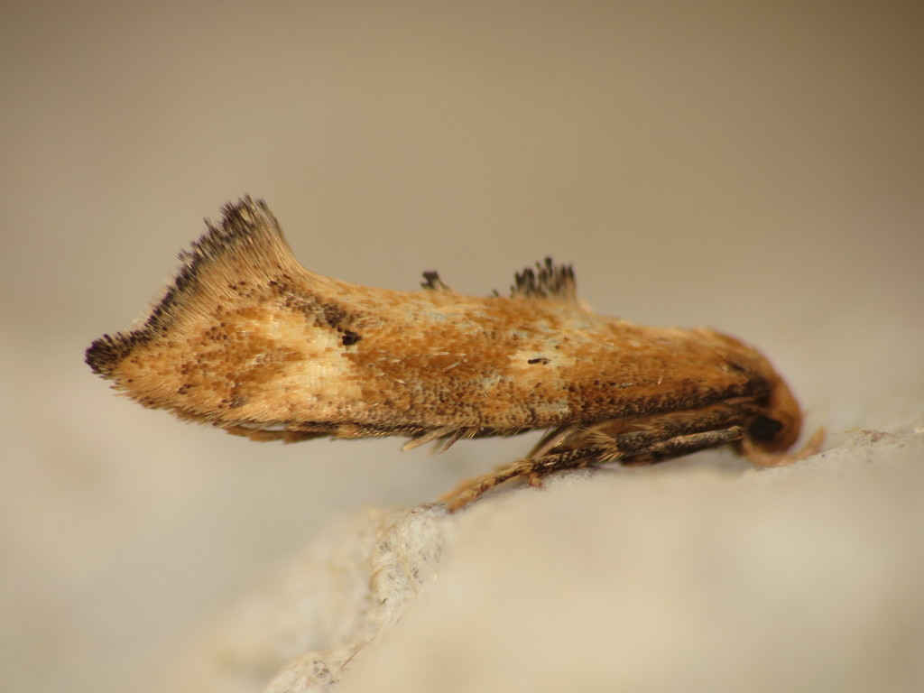 Epermenia illigerella