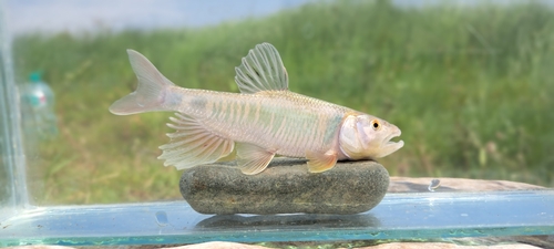 Hooksnout carp (Opsariichthys bidens) — Cyprinidae