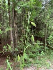 Carex formosa