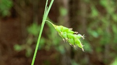 Carex formosa