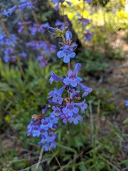 Penstemon attenuatus