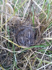 Chondestes grammacus