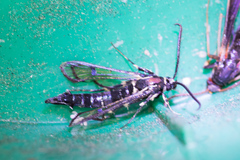 Synanthedon exitiosa