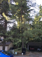 Pinus monticola