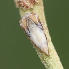 Smiliini