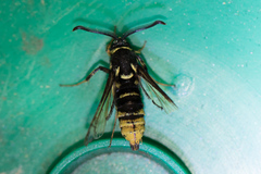 Paranthrene simulans