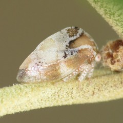 Smiliini