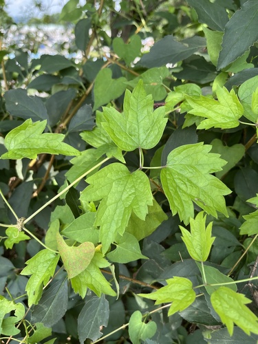 Clematis apiifolia iNat (3)