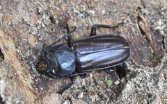 Mallodon dasystomus