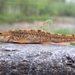 Triplophysa daryoae - Photo (c) Murodjon Rakhmonov, alguns direitos reservados (CC BY), uploaded by Murodjon Rakhmonov