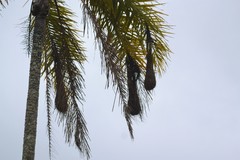 Psarocolius decumanus