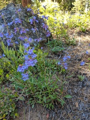 Penstemon attenuatus