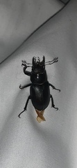 Lucanus placidus