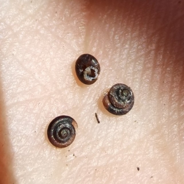 Pyramidula cephalonica