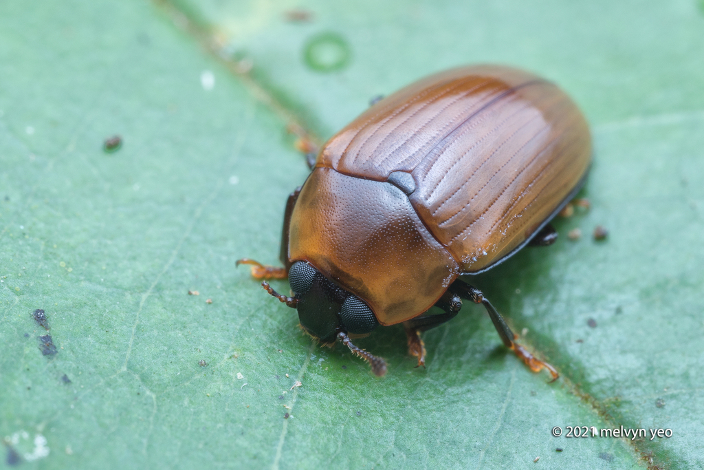 Amblyopus rusticus