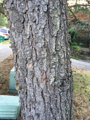 Pinus monticola