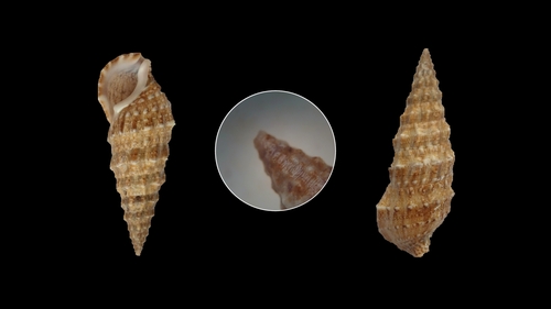 Horn Shell